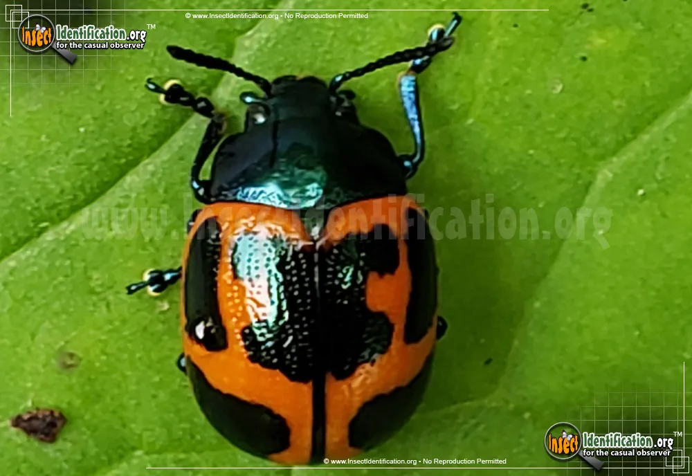 Swamp Milkweed Leaf Beetle - photo 8