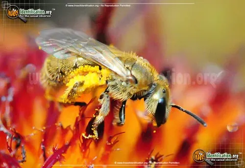 Sweat Bee - photo 2