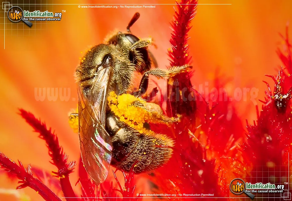 Sweat Bee - photo 3