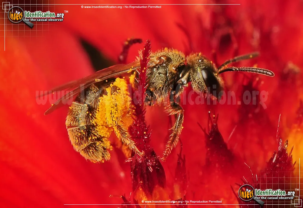 Sweat Bee - photo 5