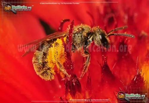 Sweat Bee - photo 6