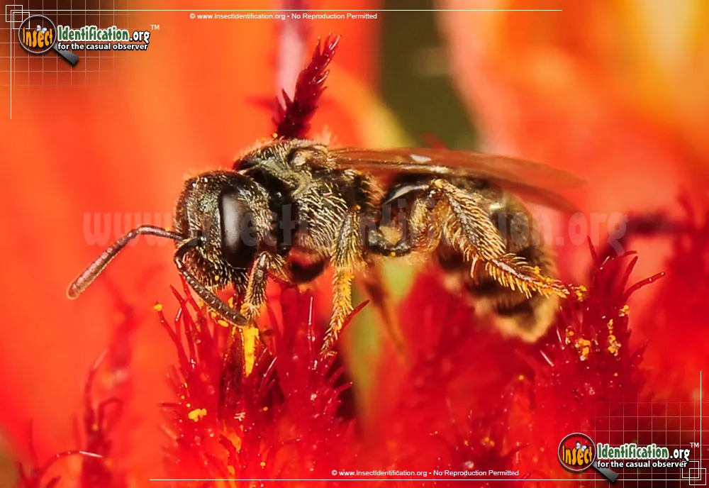 Sweat Bee - photo 7
