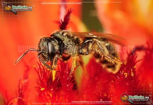 Sweat Bee - photo 8