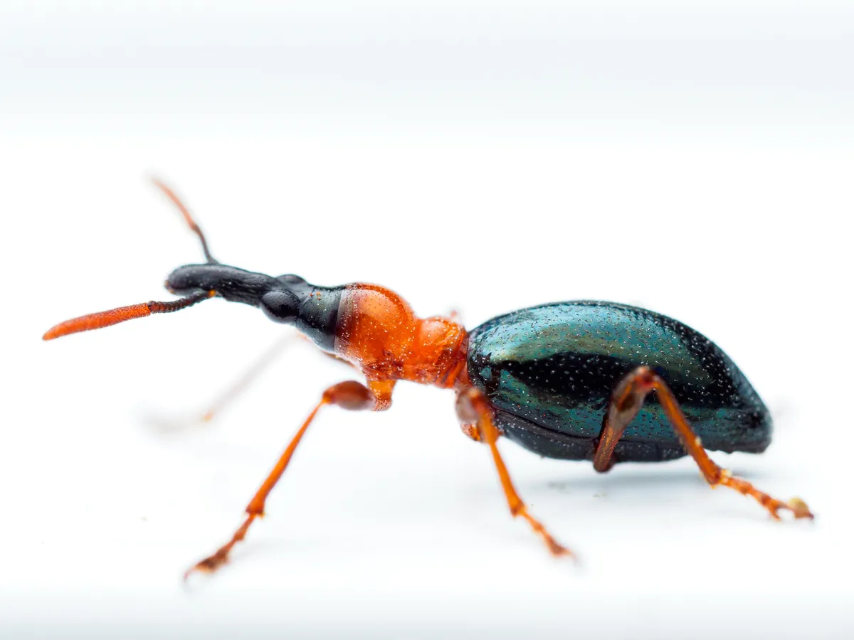 Sweet Potato Weevil - photo 3