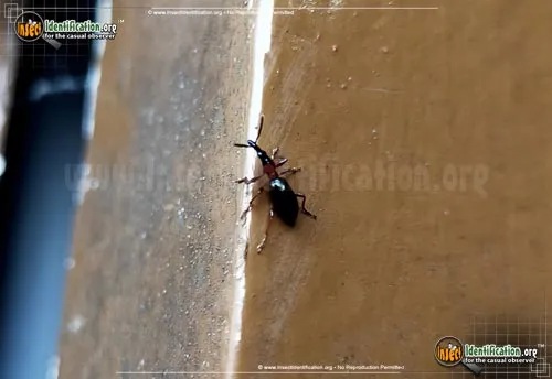 Sweet Potato Weevil - photo 5