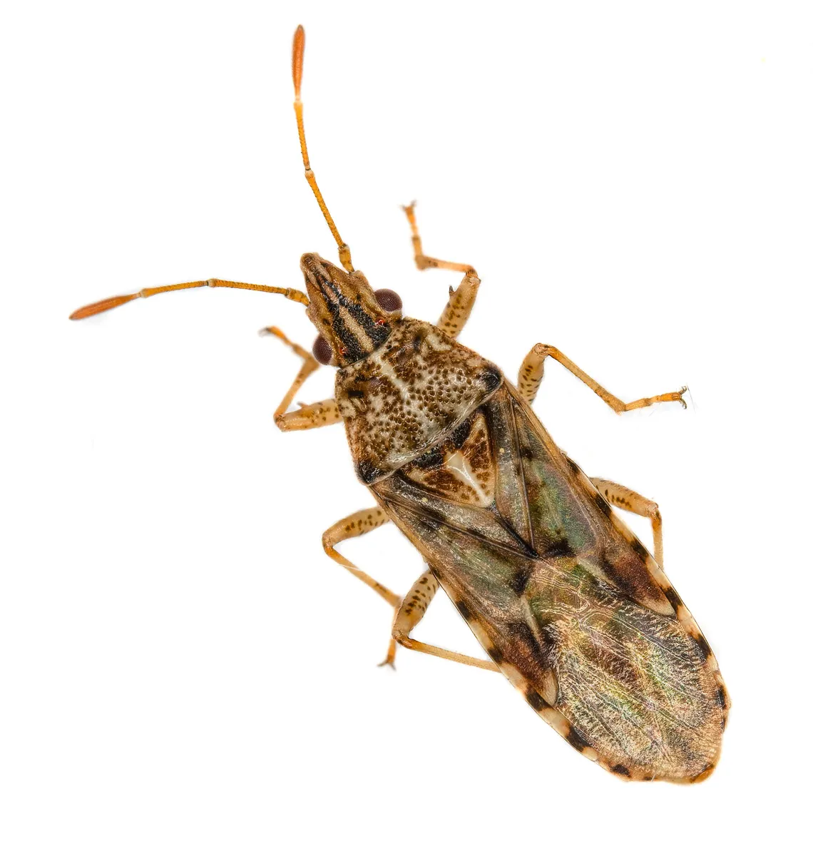 Sycamore Seed Bug - photo 3