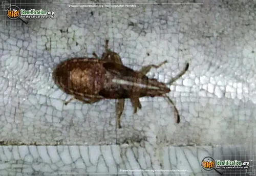 Sycamore Seed Bug - photo 5
