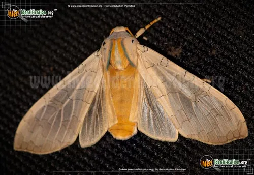 Sycamore Tussock Moth - photo 2