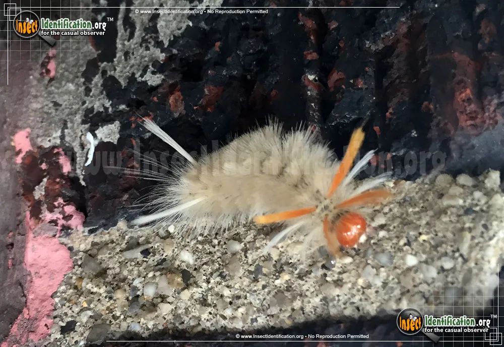 Sycamore Tussock Moth - photo 3