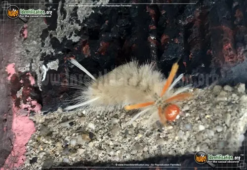 Sycamore Tussock Moth - photo 4