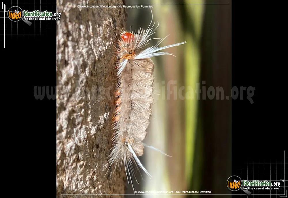 Sycamore Tussock Moth - photo 7