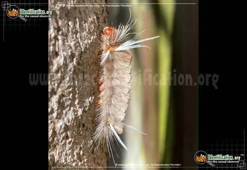 Sycamore Tussock Moth - photo 8