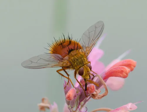 Tachinid Fly -Adejeania spp.