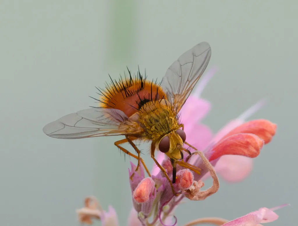 Tachinid Fly -Adejeania spp. - photo 2