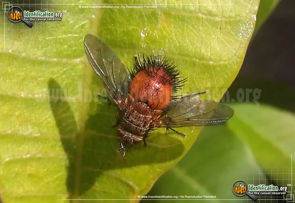 Tachinid Fly -Adejeania spp. - photo 3