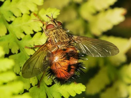 Tachinid Fly -Hystricia spp.