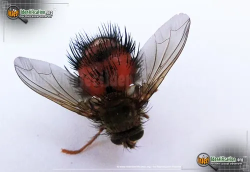 Tachinid Fly -Hystricia spp. - photo 4