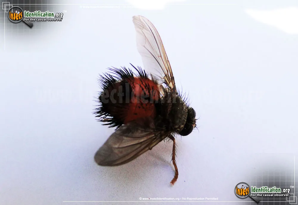 Tachinid Fly -Hystricia spp. - photo 6