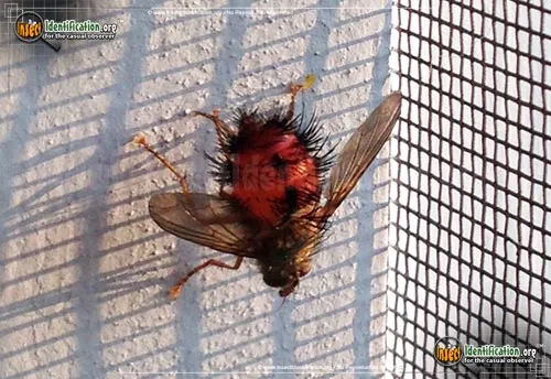 Tachinid Fly -Hystricia spp. - photo 7