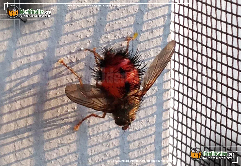 Tachinid Fly -Hystricia spp. - photo 8