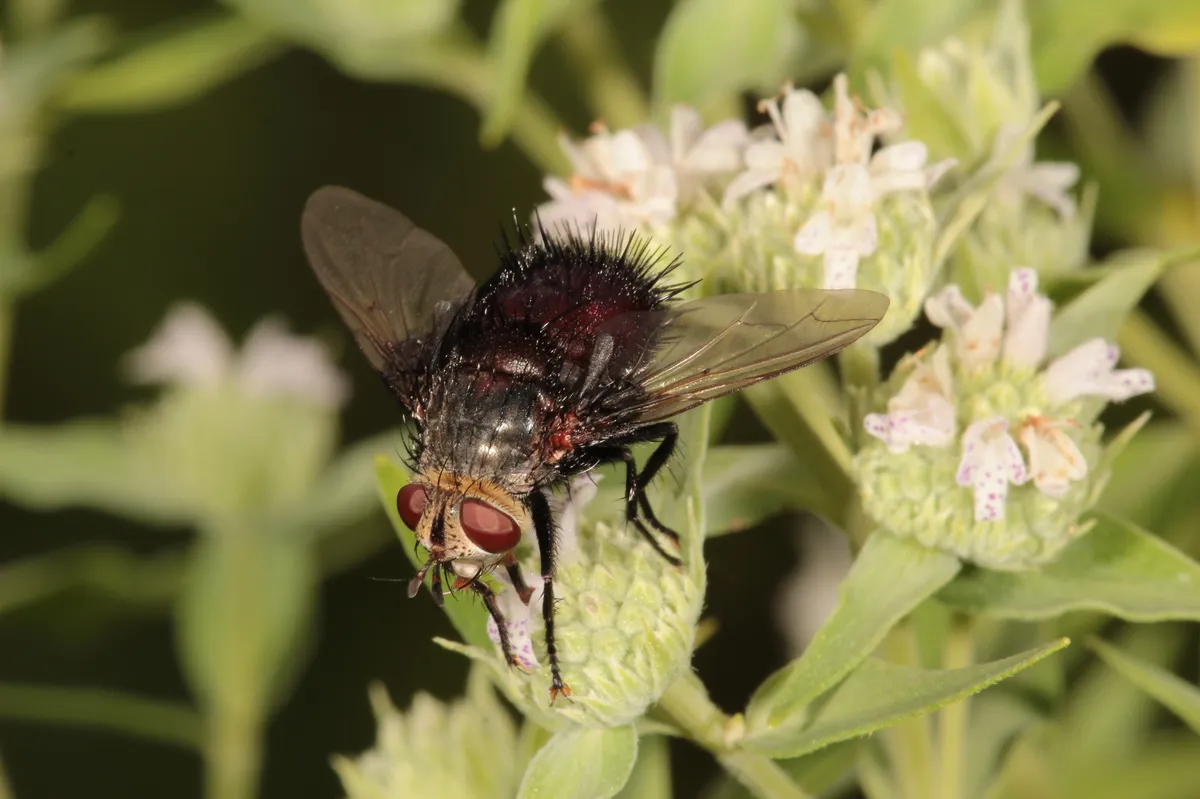 Tachinid Fly -Juriniopsis spp. - photo 3