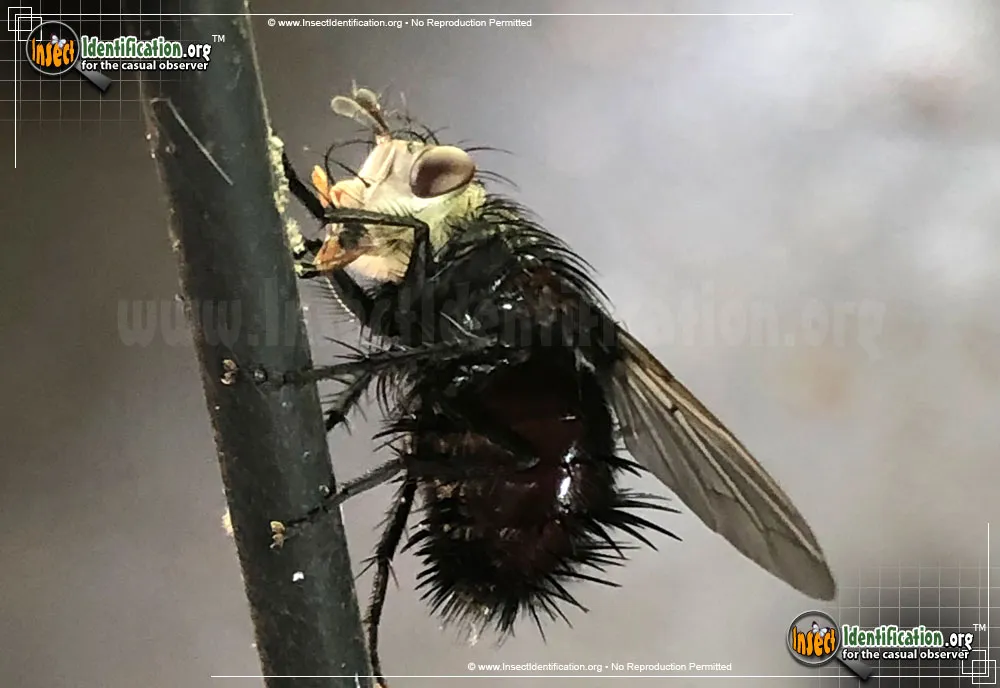 Tachinid Fly -Juriniopsis spp. - photo 4