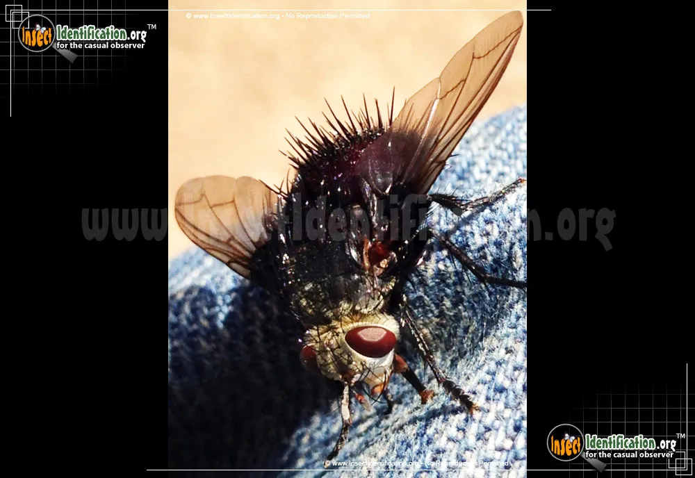 Tachinid Fly -Juriniopsis spp. - photo 5