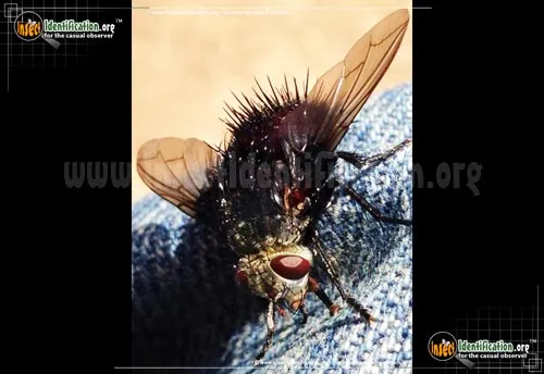 Tachinid Fly -Juriniopsis spp. - photo 6