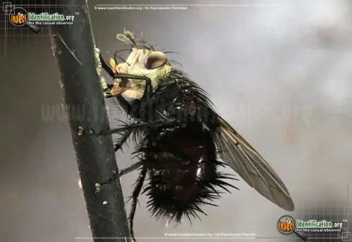 Tachinid Fly -Juriniopsis spp. - photo 7