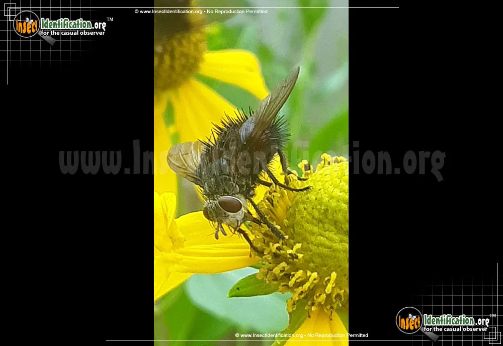 Tachinid Fly -Juriniopsis spp. - photo 8