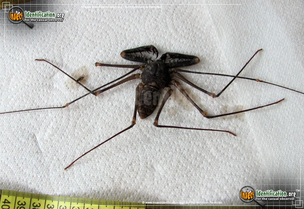 Tailless Whipscorpion - Phyrnus spp.
