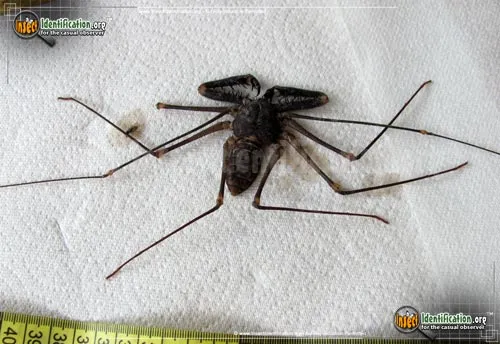 Tailless Whipscorpion - photo 2