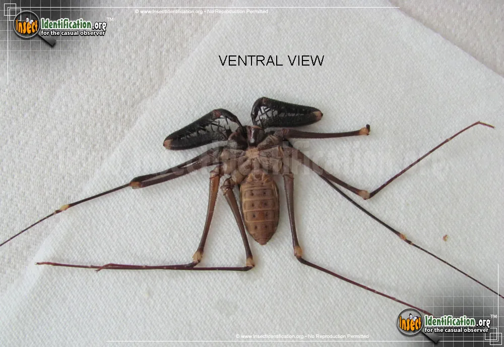 Tailless Whipscorpion - photo 3