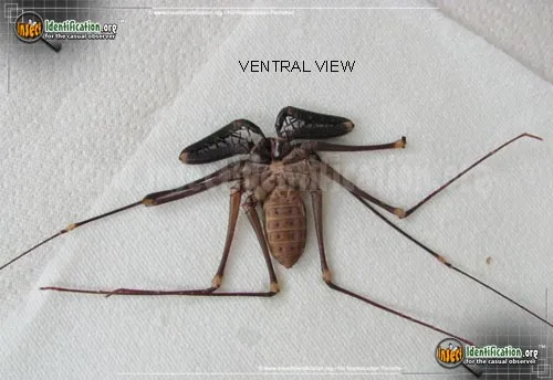 Tailless Whipscorpion - photo 4