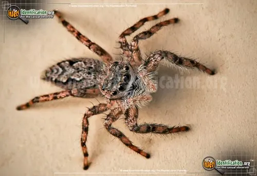 Tan Jumping Spider - photo 2