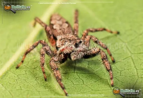 Tan Jumping Spider - photo 4
