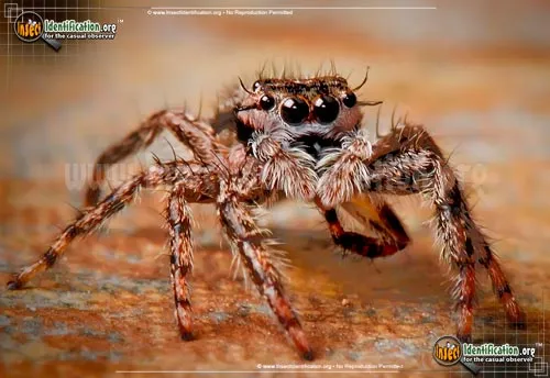 Tan Jumping Spider - photo 6