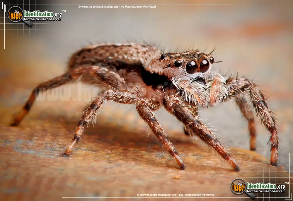 Tan Jumping Spider - photo 7