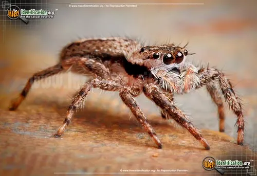Tan Jumping Spider - photo 8
