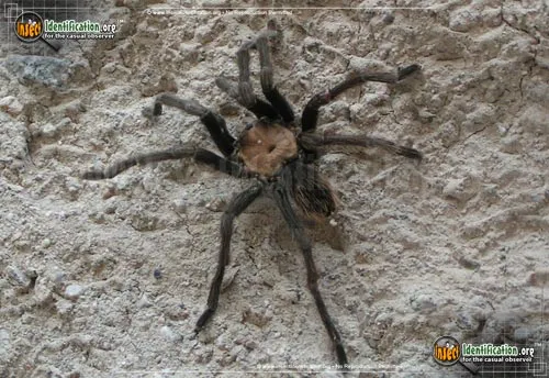 Tarantula - photo 2