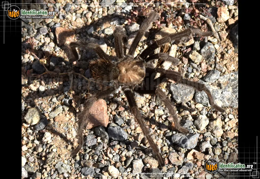 Tarantula - photo 3