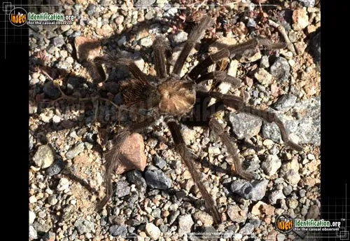 Tarantula - photo 4