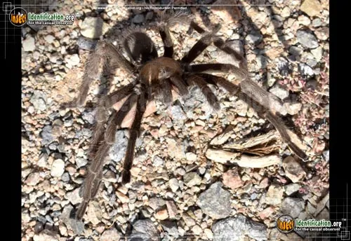 Tarantula - photo 6