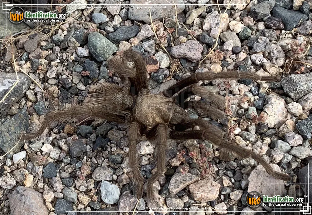Tarantula - photo 7
