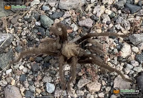 Tarantula - photo 8