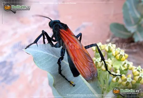 Tarantula Hawk - photo 2