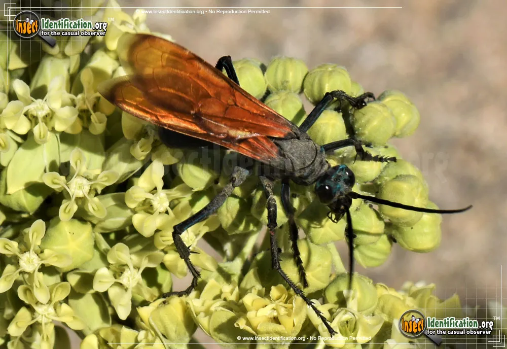 Tarantula Hawk - photo 3