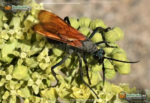 Tarantula Hawk - photo 4