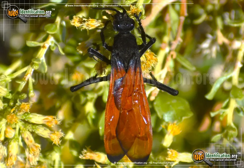 Tarantula Hawk - photo 5
