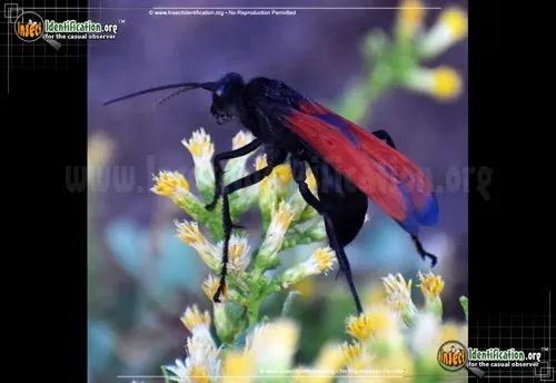 Tarantula Hawk - photo 8